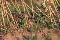 Zając szarak (Lepus europaeus)