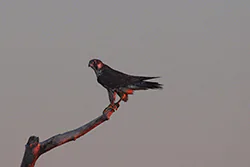 Sokół wędrowny (Falco peregrinus)