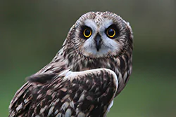Uszatka błotna (Asio flammeus)