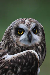 Uszatka błotna (Asio flammeus)