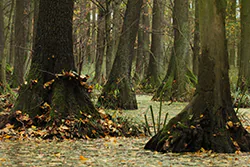 Rezerwat Olszyny Niezgodzkie, Dolina Baryczy ()