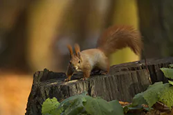 Wiewiórka (Sciurus vulgaris)