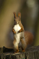 Wiewiórka (Sciurus vulgaris)