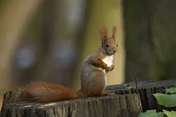 Wiewiórka (Sciurus vulgaris)