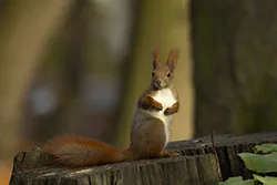 Wiewiórka (Sciurus vulgaris)