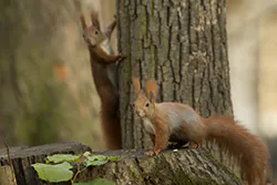 Wiewiórka (Sciurus vulgaris)