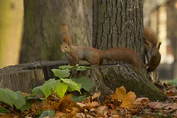 Wiewiórka (Sciurus vulgaris)