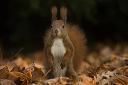 Wiewiórka (Sciurus vulgaris)