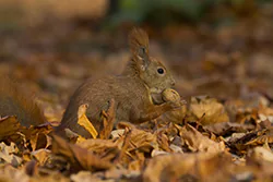 Wiewiórka (Sciurus vulgaris)