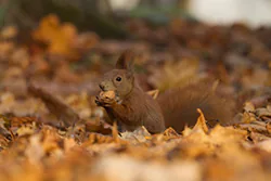 Wiewiórka (Sciurus vulgaris)