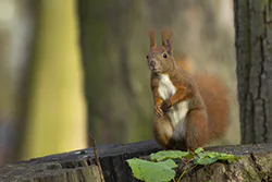 Wiewiórka (Sciurus vulgaris)