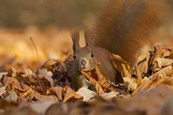 Wiewiórka (Sciurus vulgaris)