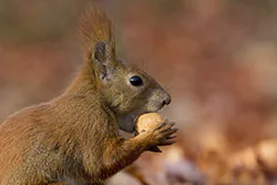 Wiewiórka (Sciurus vulgaris)