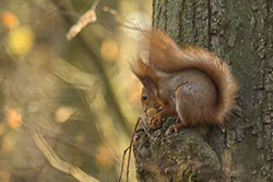 Wiewiórka (Sciurus vulgaris)