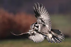 Sowa jarzębata (Surnia ulula)