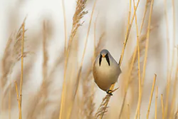 Wąsatka (Panurus biarmicus)