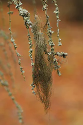 Brodaczka zwyczajna (Usnea filipendula)