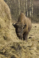 Żubr (Bison bonasus)