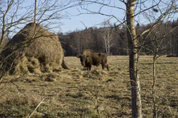 Żubr (Bison bonasus)