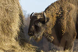 Żubr (Bison bonasus)