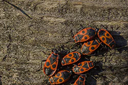 Kowal bezskrzydły (Pyrrhocoris apterus)