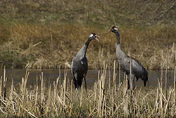 Żuraw (Grus grus)