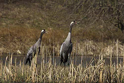 Żuraw (Grus grus)