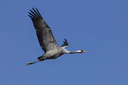 Żuraw (Grus grus)