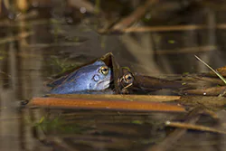 Żaba moczarowa (Rana arvalis)