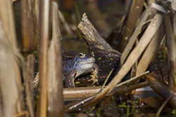 Żaba moczarowa (Rana arvalis)