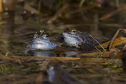 Żaba moczarowa (Rana arvalis)