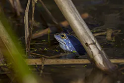 Żaba moczarowa (Rana arvalis)