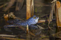 Żaba moczarowa (Rana arvalis)