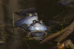 Żaba moczarowa (Rana arvalis)