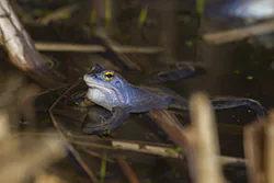 Żaba moczarowa (Rana arvalis)