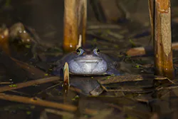Żaba moczarowa (Rana arvalis)