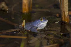 Żaba moczarowa (Rana arvalis)