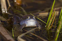 Żaba moczarowa (Rana arvalis)