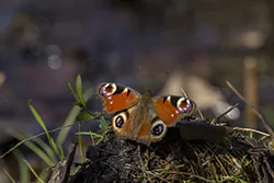 European Peacock (Inachis io)