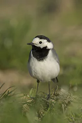 Pliszka siwa (Motacilla alba)