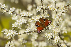European Peacock (Inachis io)