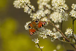 European Peacock (Inachis io)