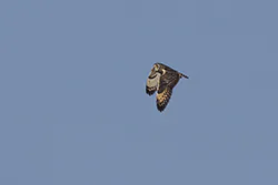 Uszatka błotna (Asio flammeus)