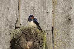 Jaskółka dymówka (Hirundo rustica)