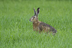 Zając szarak (Lepus europaeus)