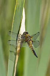 Ważka czteroplama (Libellula quadrimaculata)