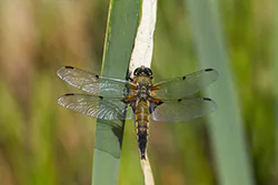 Ważka czteroplama (Libellula quadrimaculata)