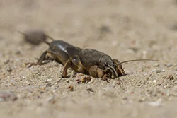 European Mole Cricket (Gryllotalpa gryllotalpa)