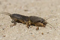 European Mole Cricket (Gryllotalpa gryllotalpa)