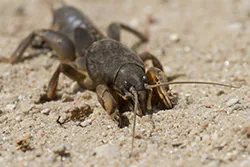 European Mole Cricket (Gryllotalpa gryllotalpa)